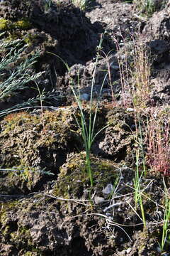 Imagem de Juncus castaneus Sm.