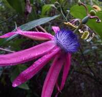 Image de Passiflora longipes A. Juss.