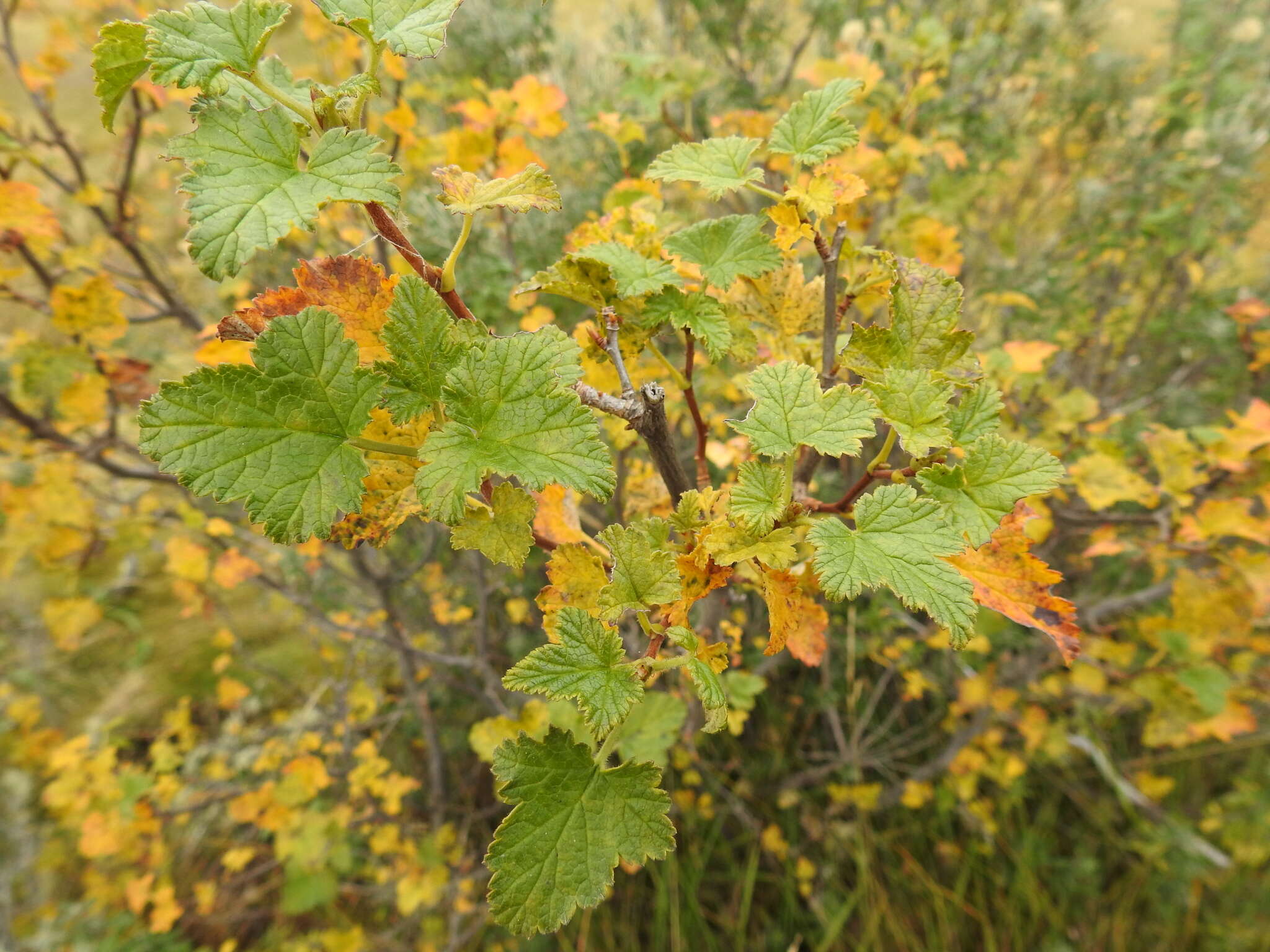 Image of Ribes magellanicum Poir.