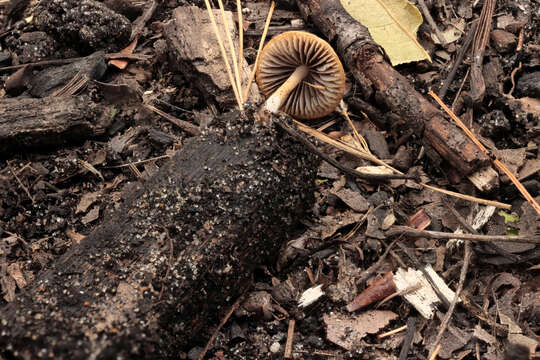 Image de Psathyrella pseudogracilis (Romagn.) M. M. Moser 1967