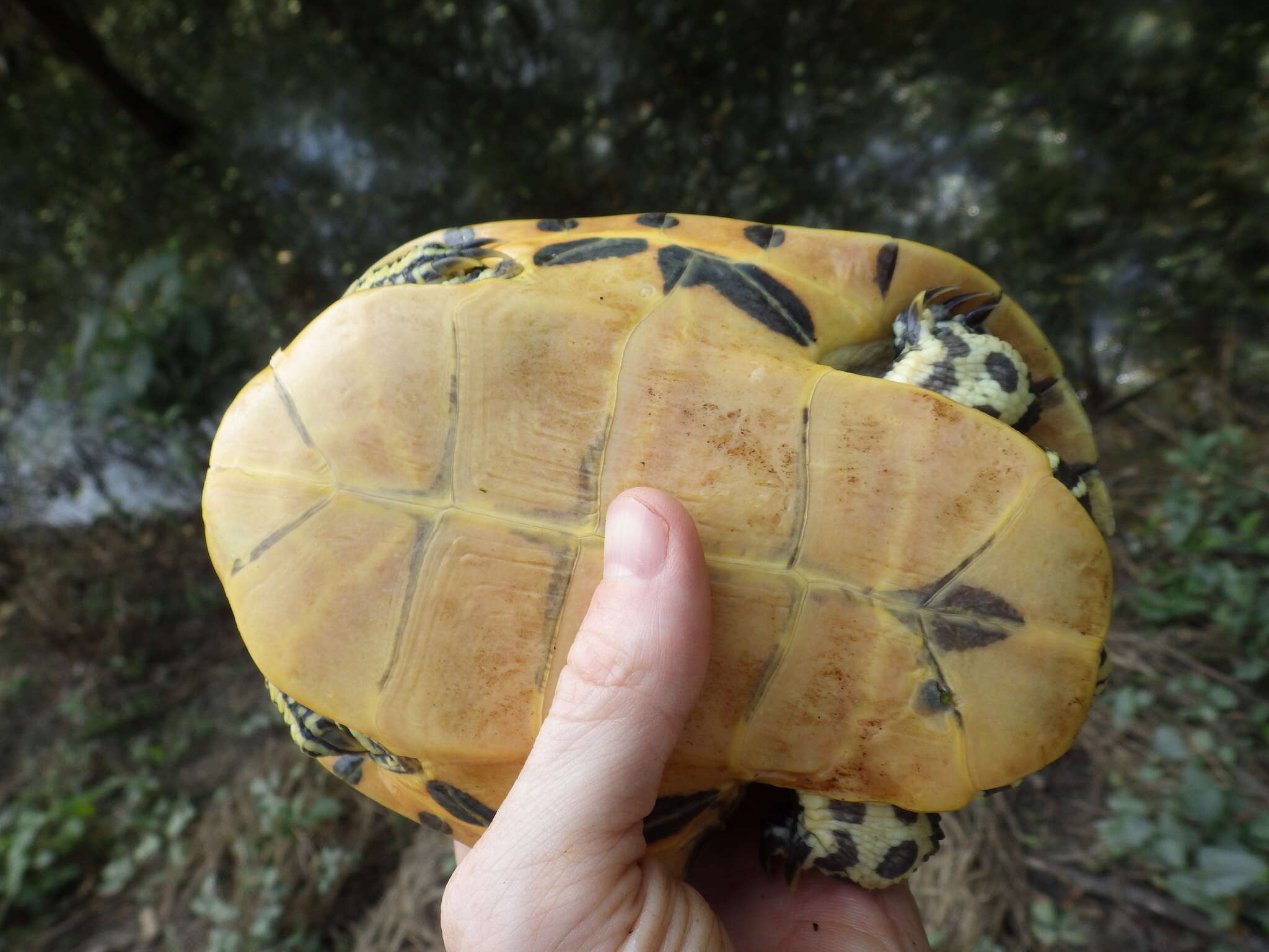 Sivun Deirochelys reticularia miaria Schwartz 1956 kuva