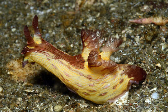 Image of Nembrotha mullineri Gosliner & Behrens 1997