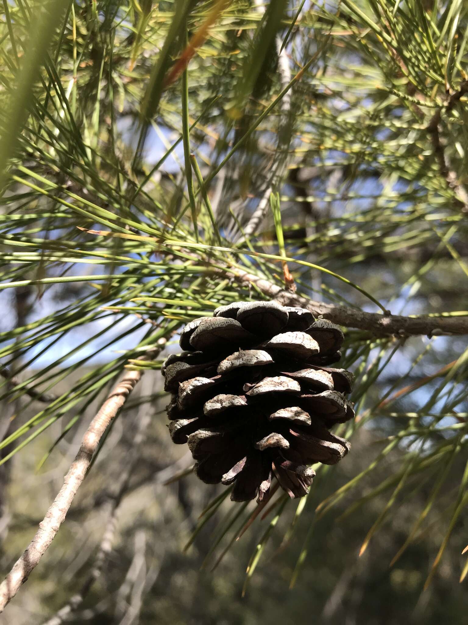 Image of Chihuahua Pine