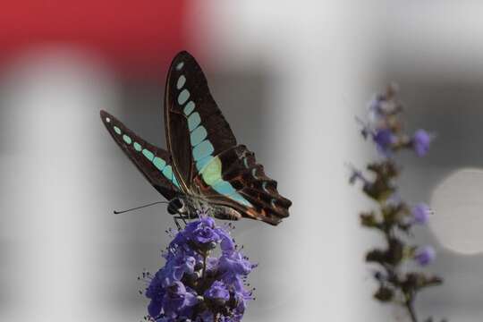 صورة Graphium sarpedon (Linnaeus 1758)