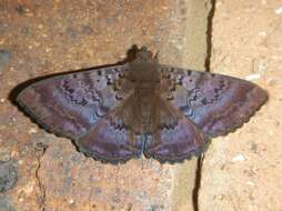 Image of Plain cloak moth