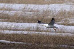 Image de Larus fuscus heuglini Bree 1876