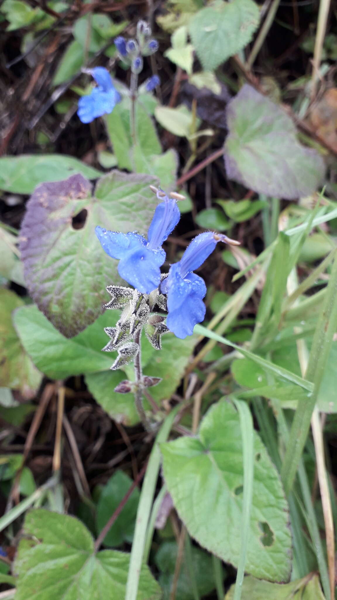 Salvia scutellarioides Kunth resmi