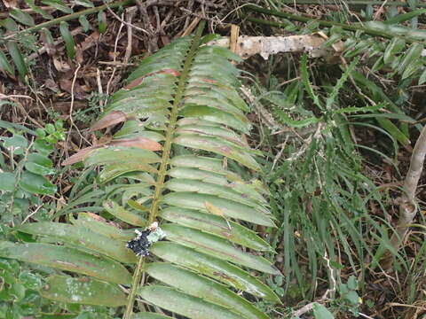 Image of Bushman's River Cycad