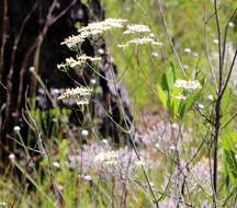 <i>Sabatia <i>macrophylla</i></i> var. macrophylla resmi