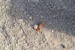 Image of Galápagos Fiddler Crab