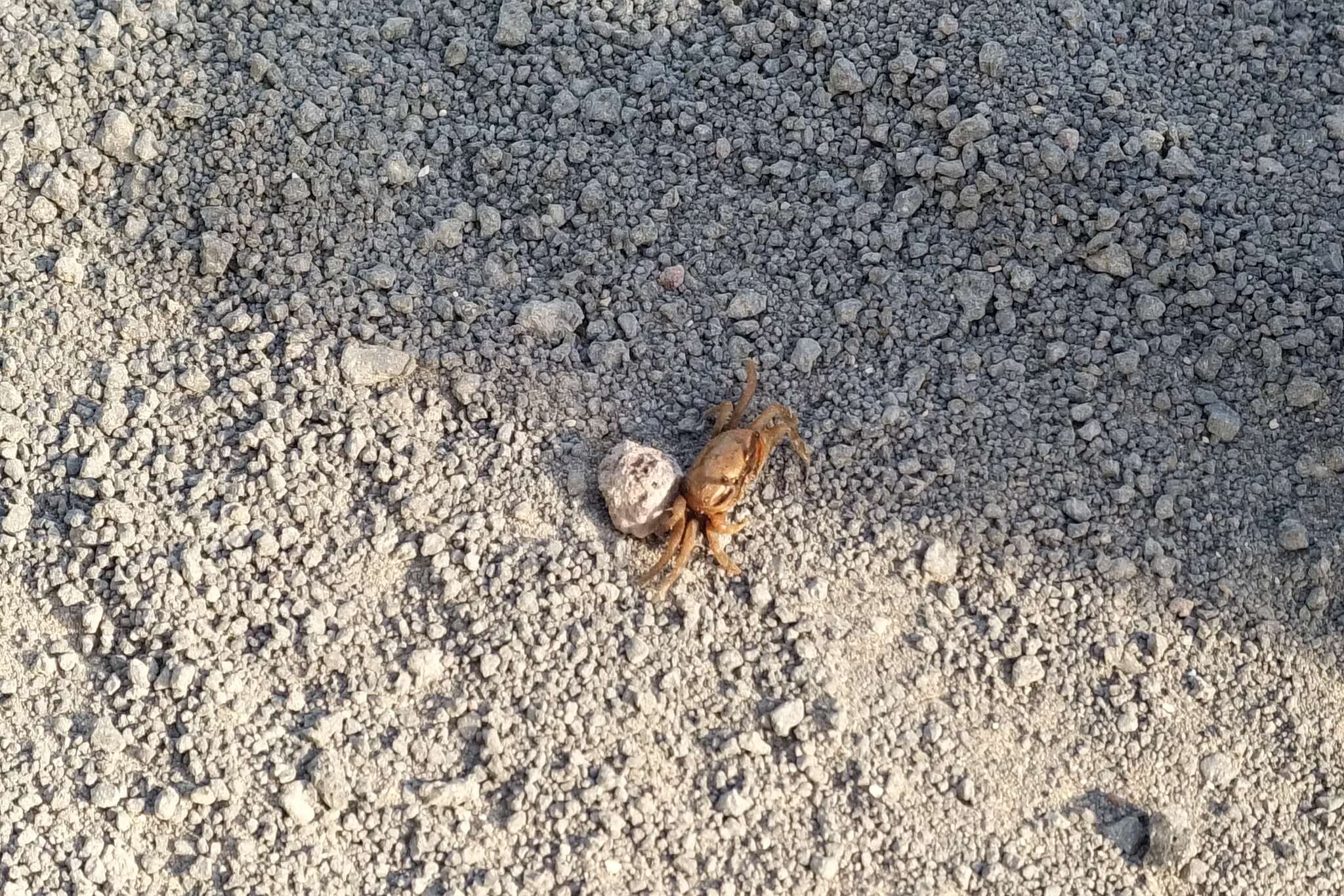 Image of Galápagos Fiddler Crab