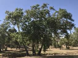 Image of Arizona sycamore