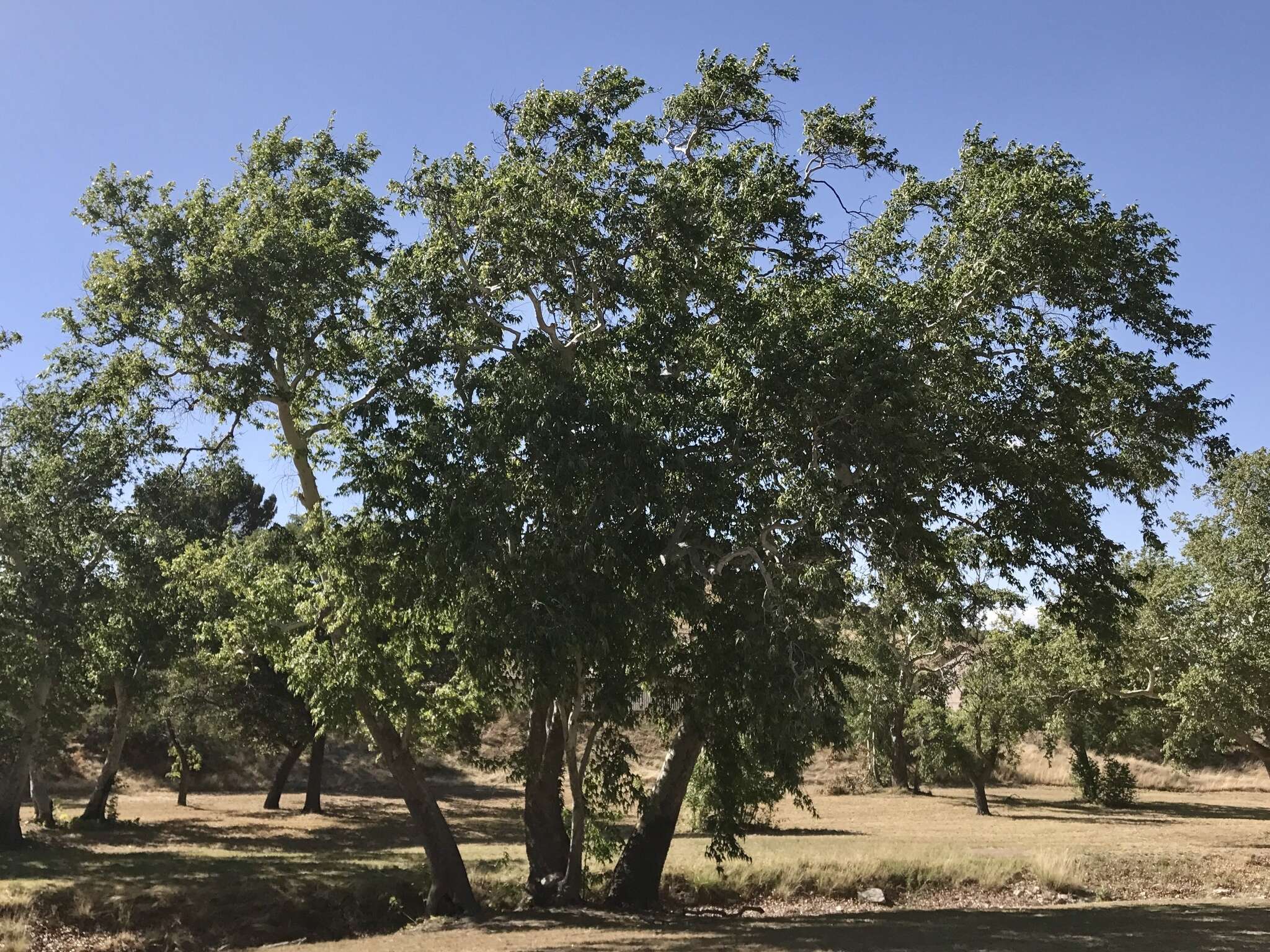 Image of Arizona sycamore