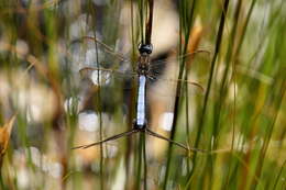 Image of Elusive Skimmer