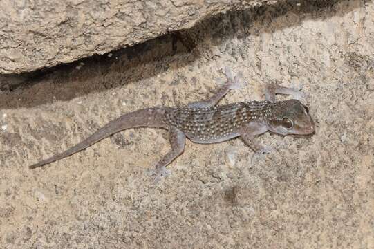 Image of Hemidactylus luqueorum Carranza & Arnold 2012