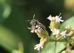 Image of Triepeolus tristis (Smith 1854)