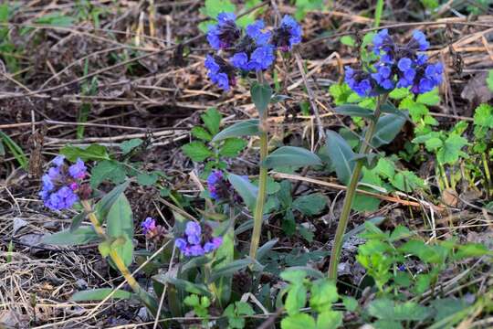 Plancia ëd Pulmonaria mollis Hornem.