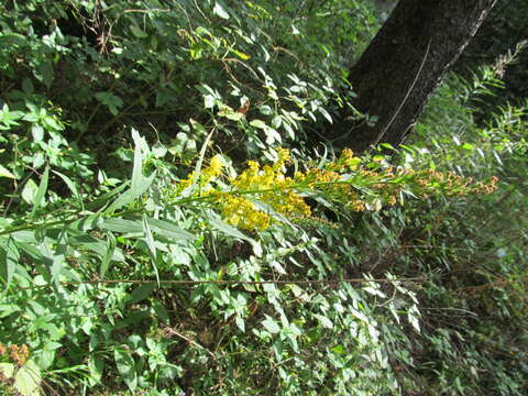 Image of <i>Solidago</i> × <i>niederederi</i>