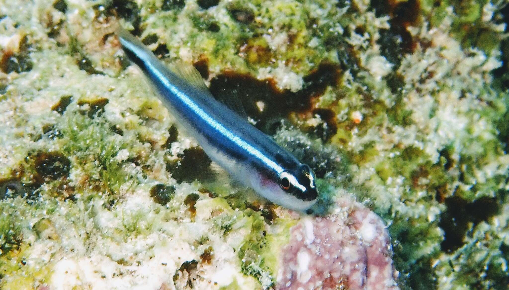 Image of Caribbean neon goby