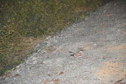 Image of White-tailed Nightjar