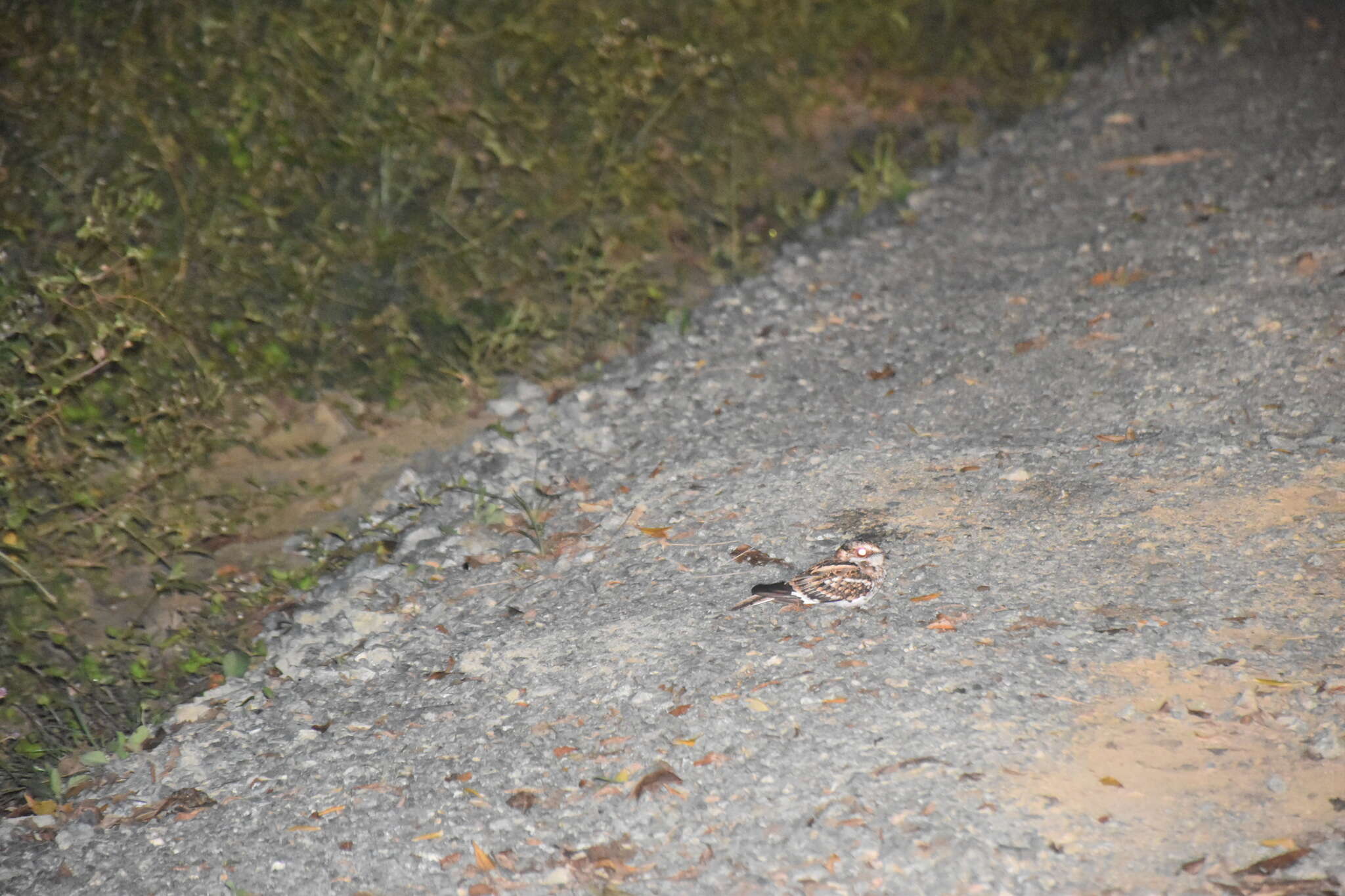 Image of White-tailed Nightjar