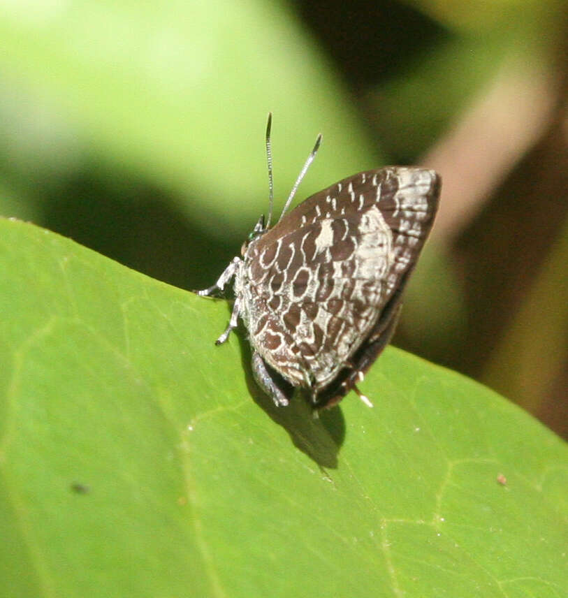 Image of Arhopala ammonides (Doherty 1891)