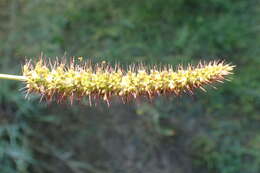 Image of <i>Setaria <i>verticillata</i></i> var. verticillata