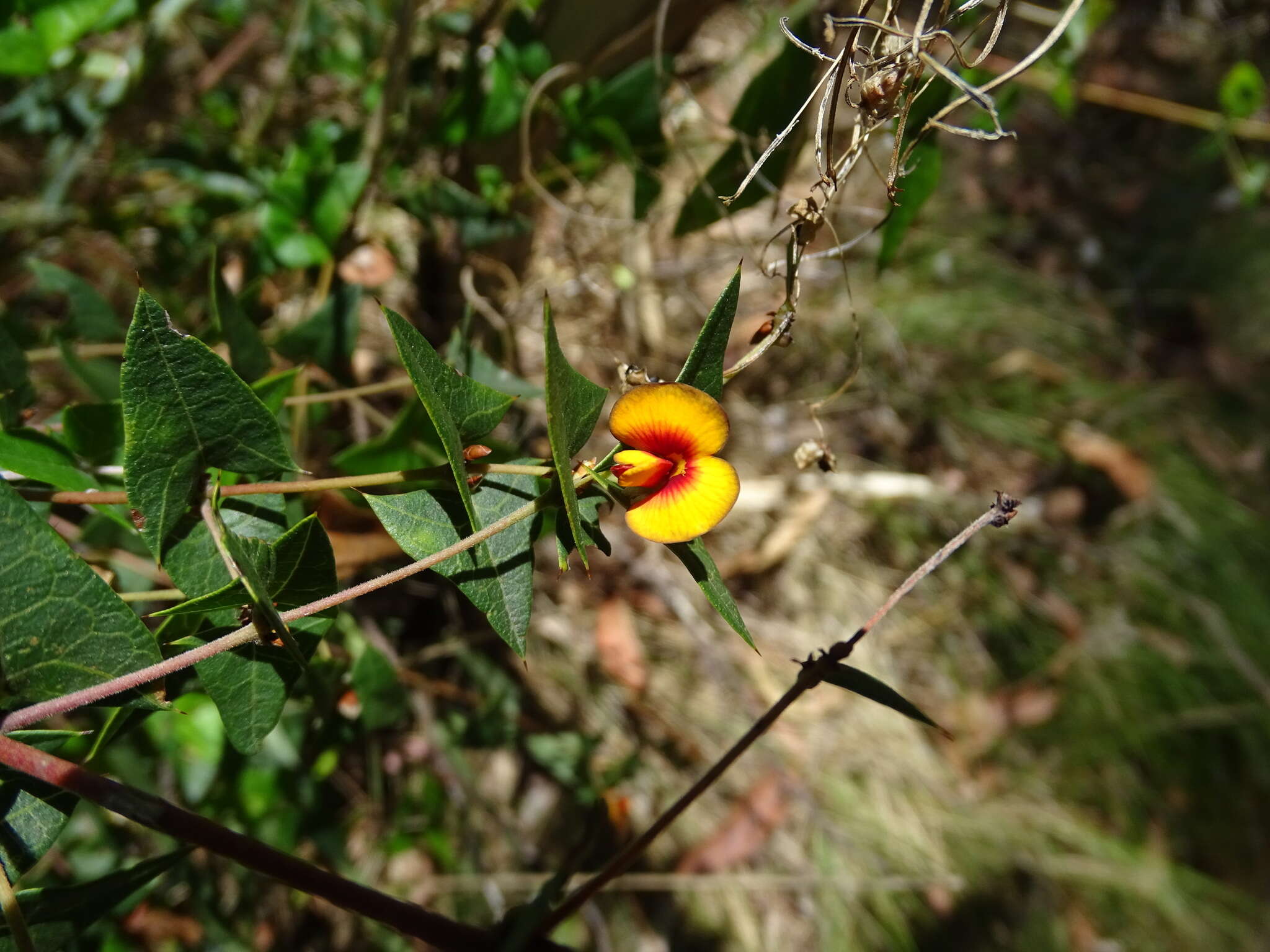 Plancia ëd Platylobium obtusangulum Hook.