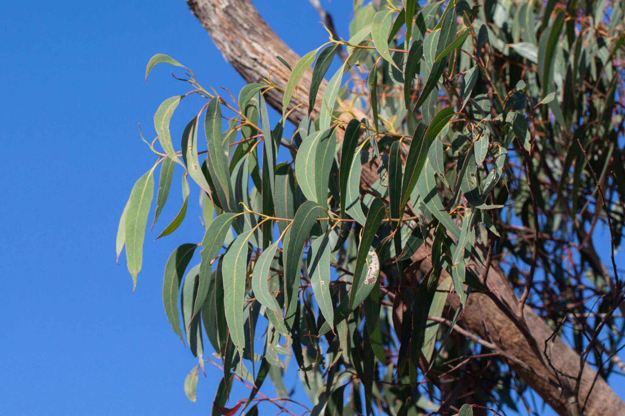 Слика од Eucalyptus planchoniana F. Müll.