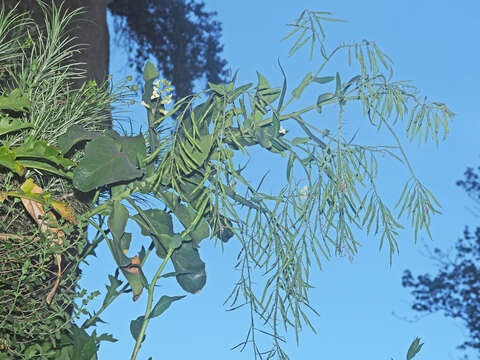 Image of Brassica cretica subsp. cretica