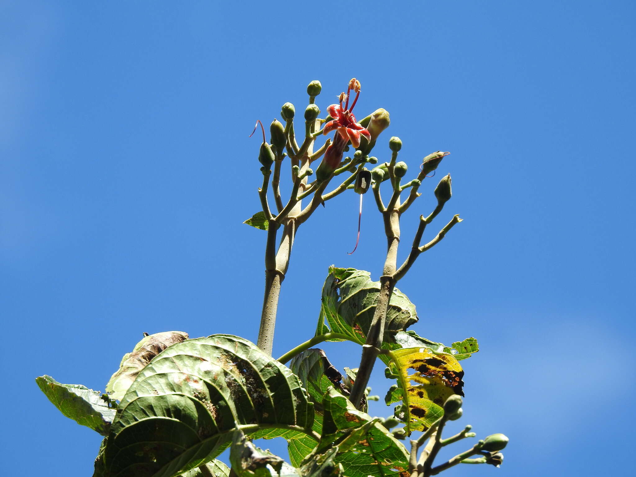 Image of Trichanthera