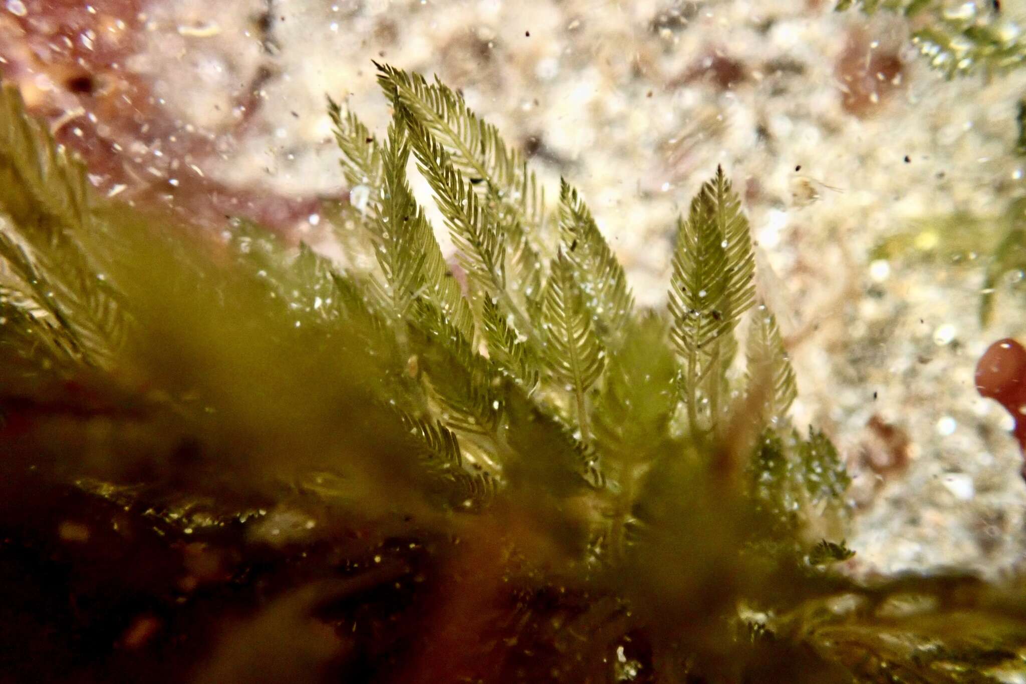 Image of Bryopsis corticulans