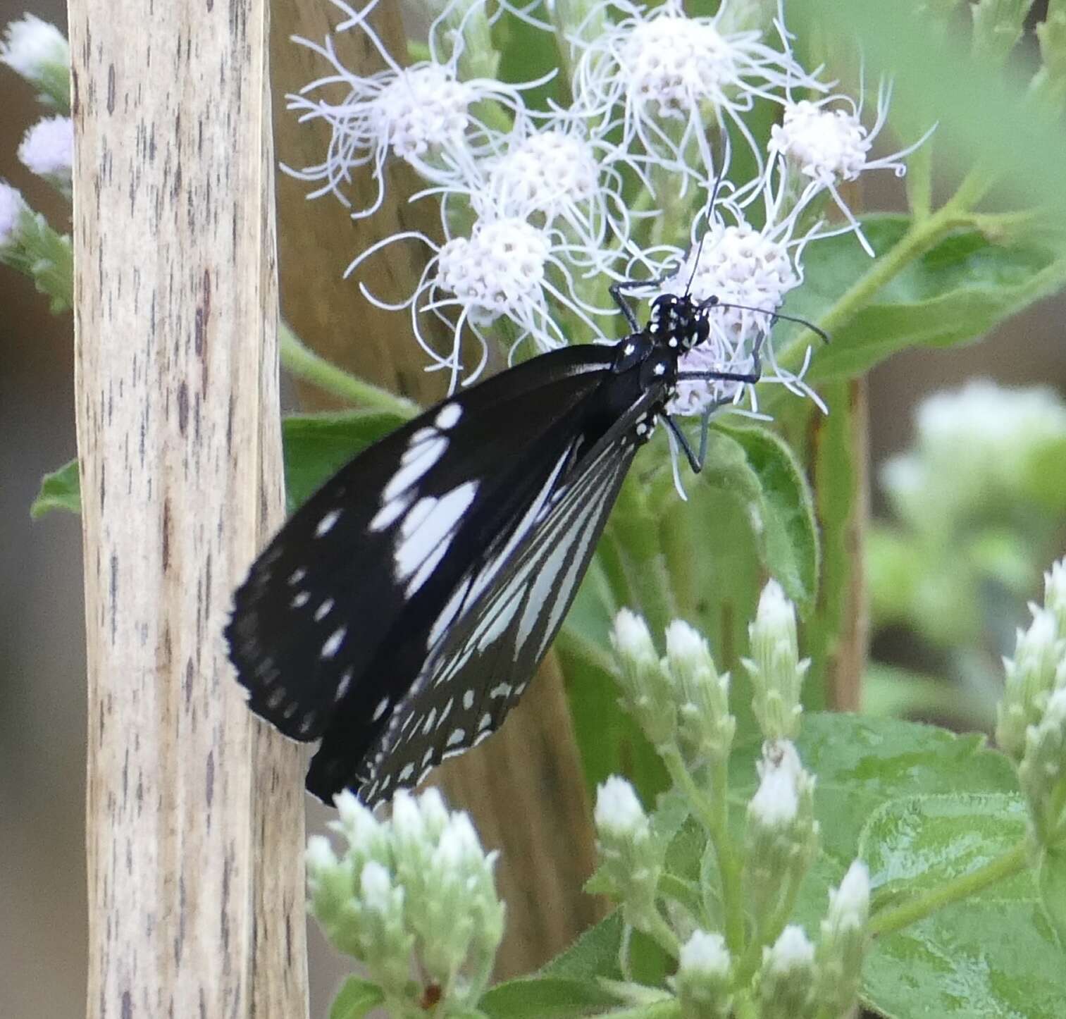 Euploea hewitsonii Felder & Felder 1865的图像