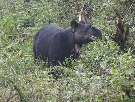 Image of Andean Tapir