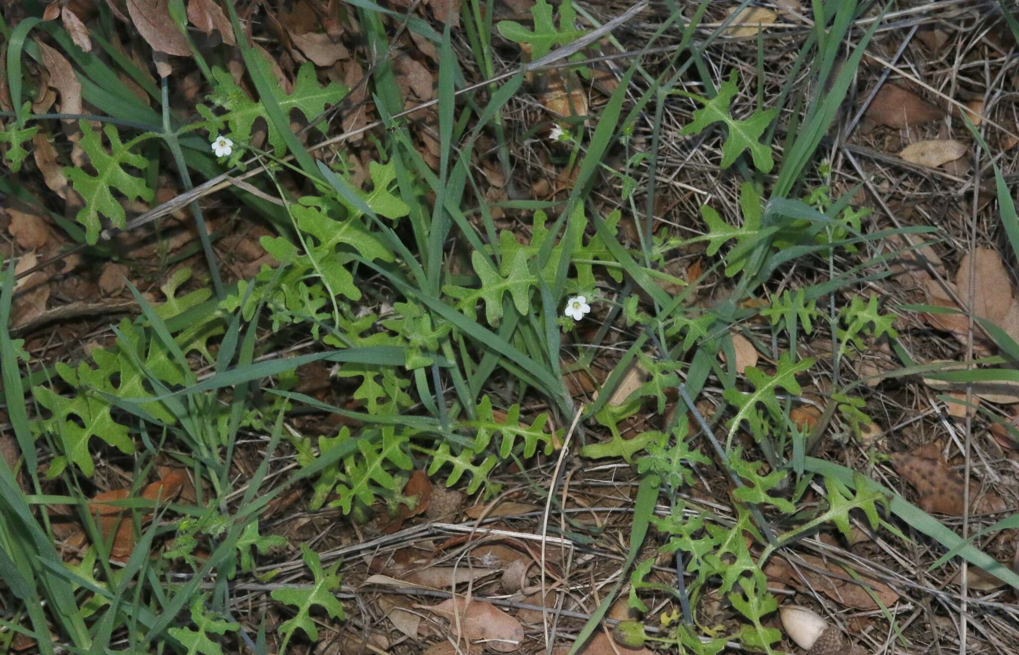 Pholistoma racemosum (Nutt. ex A. Gray) Constance resmi