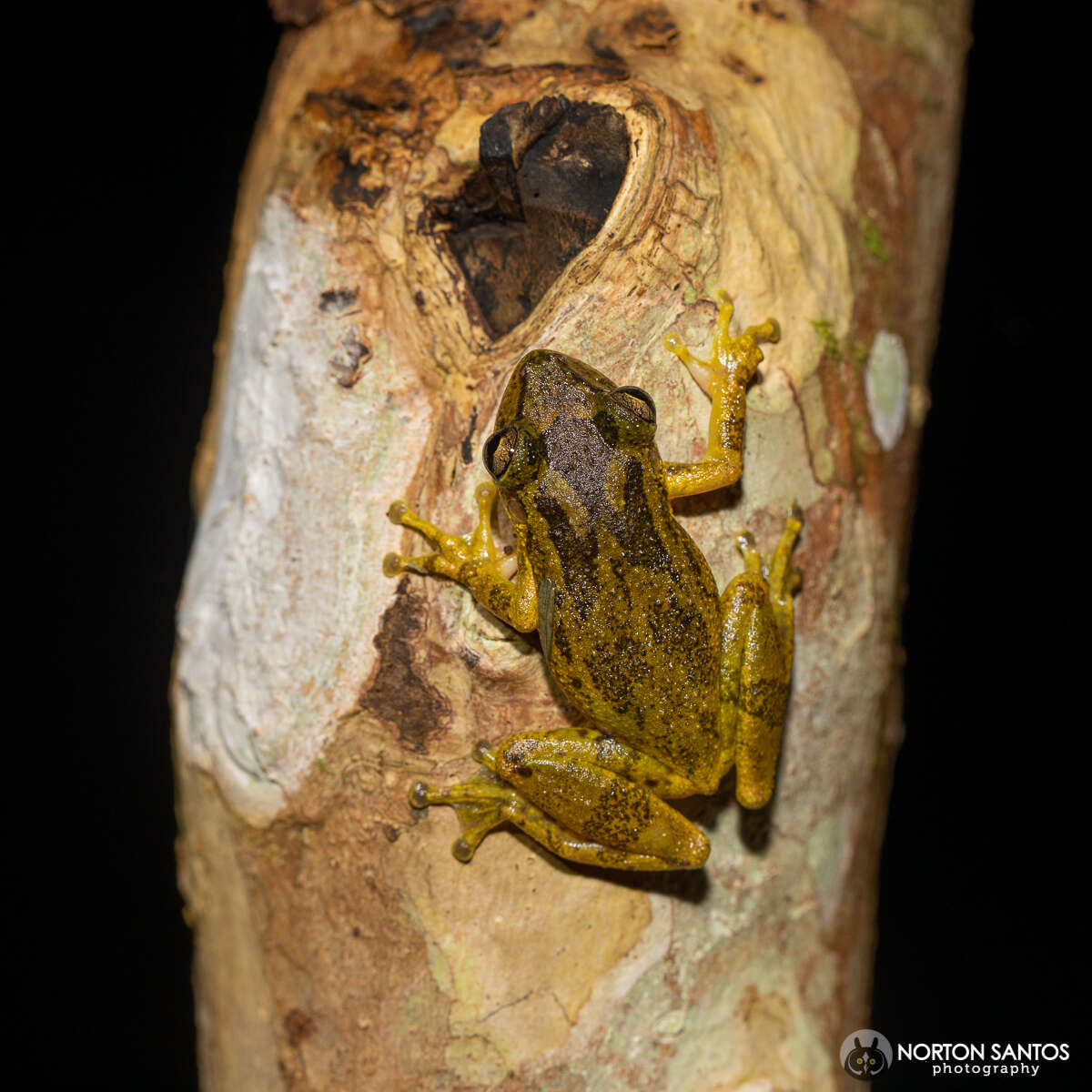 Scinax perereca Pombal, Haddad & Kasahara 1995的圖片