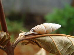 Image of Cyclodontina tudiculata