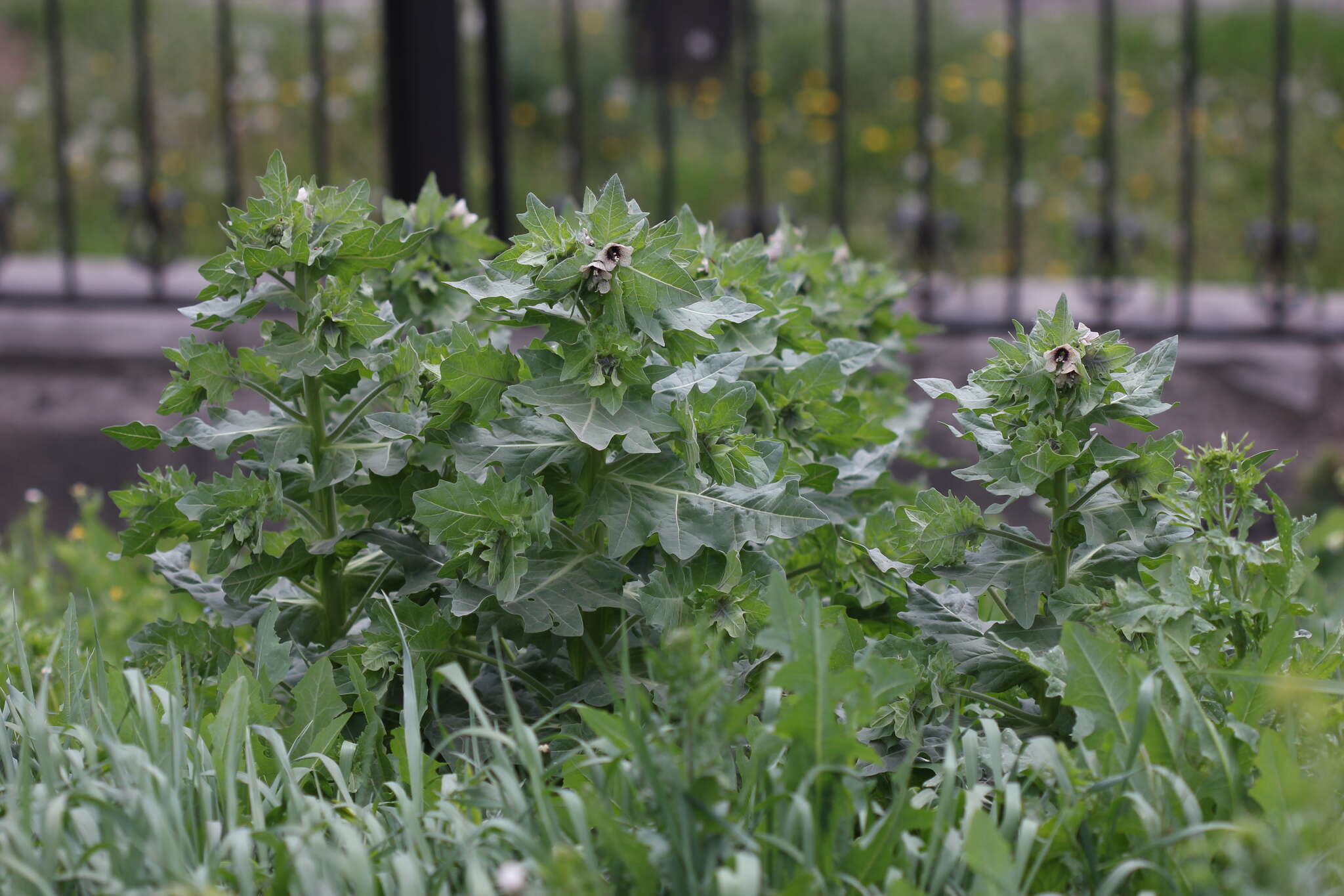 Image of black henbane