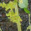 Image of Pilea angolensis (Hiern) Rendle