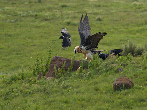 Image of African Lammergeier