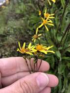 Image of Small Black-Tip Ragwort