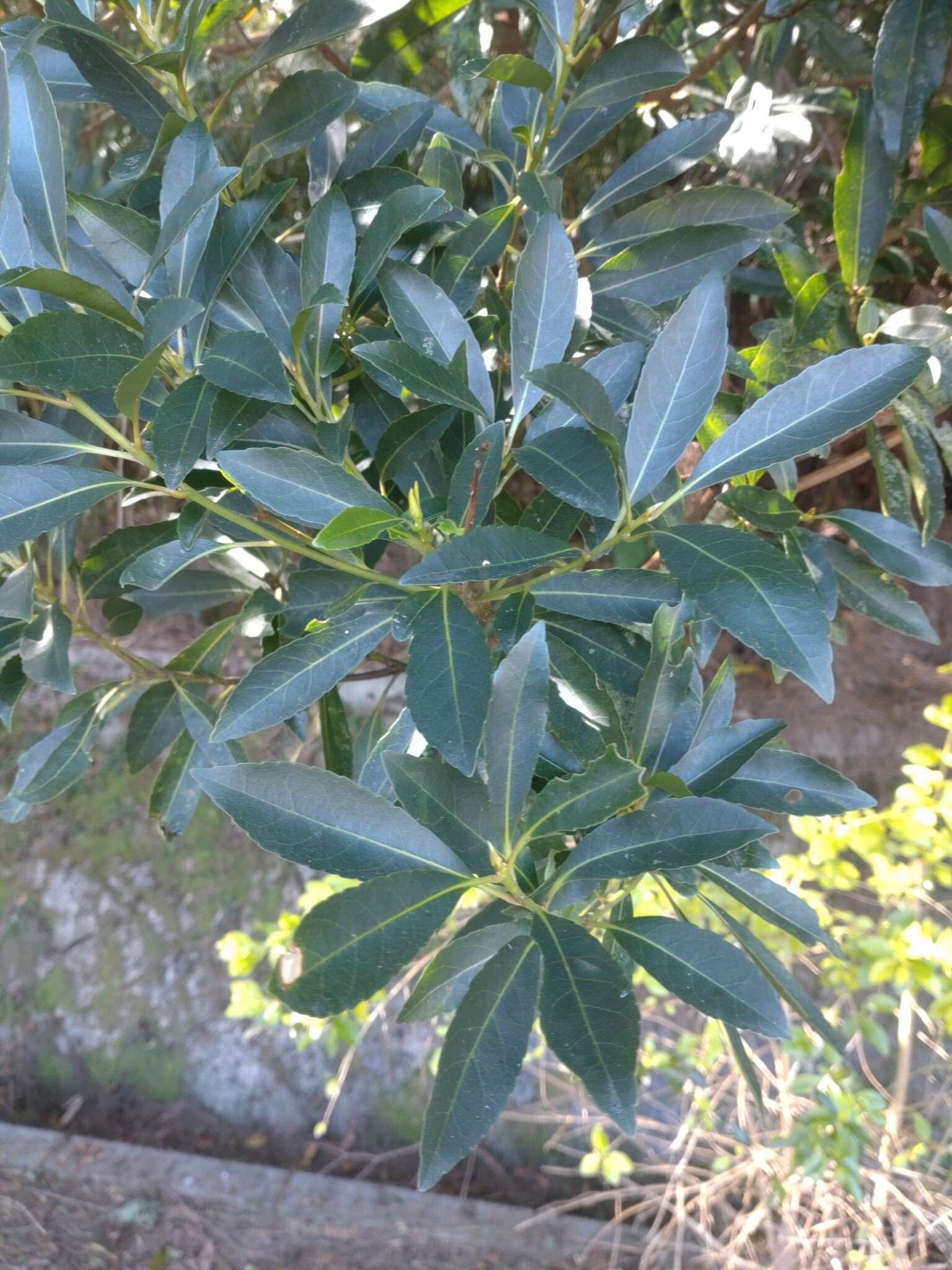 Image of Elaeocarpus sylvestris (Lour.) Poir.