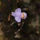 Image de Utricularia biceps Gonella & Baleeiro