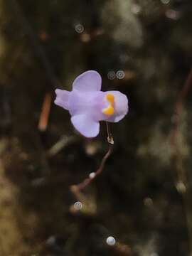 Image of Utricularia biceps Gonella & Baleeiro