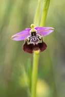 Image of Ophrys fuciflora subsp. candica E. Nelson ex Soó