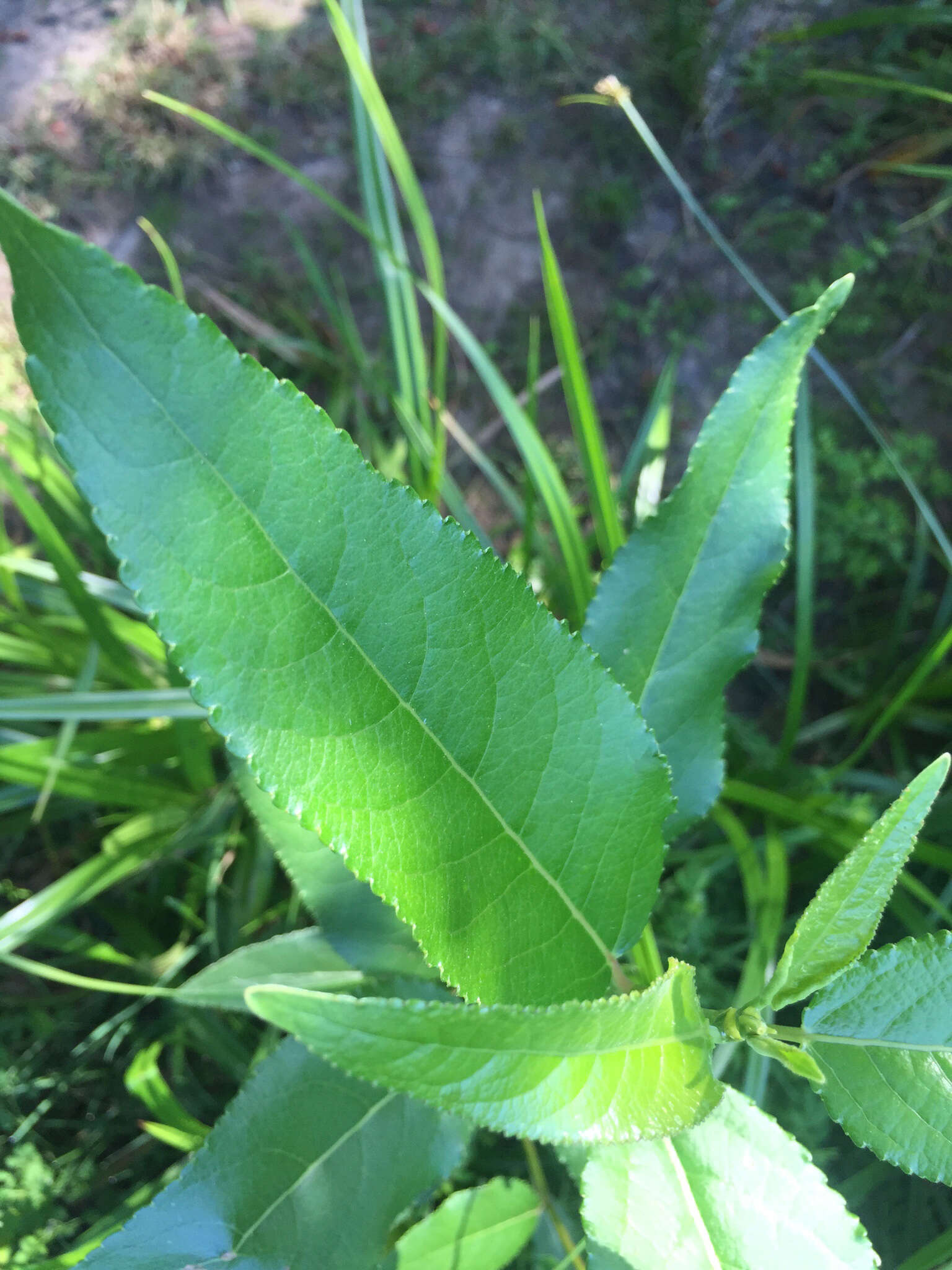 Sivun Salix lucida subsp. lasiandra (Benth.) G. W. Argus kuva