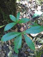 Image of Ternstroemia lineata DC.