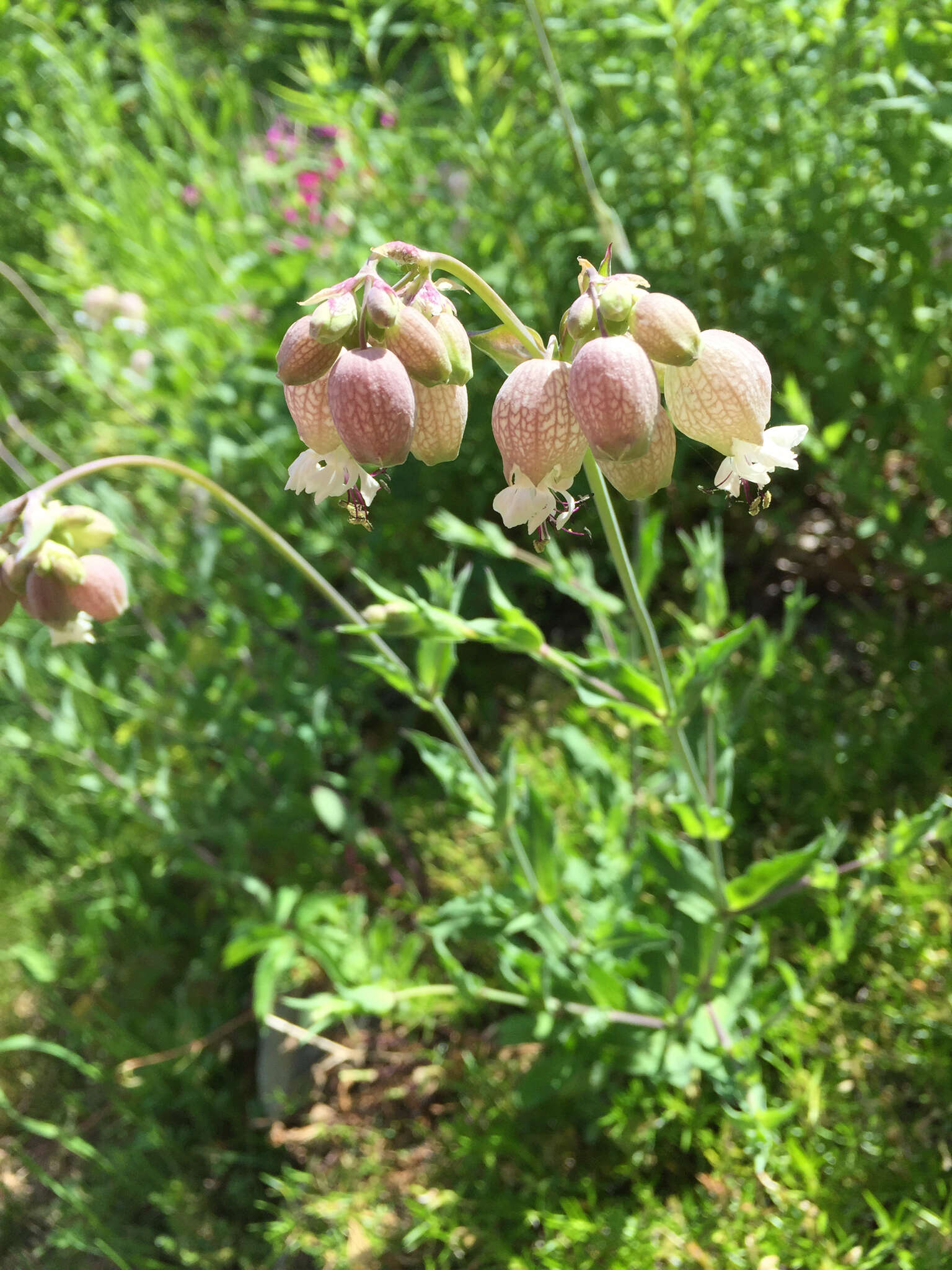 Image of Silene vulgaris subsp. vulgaris