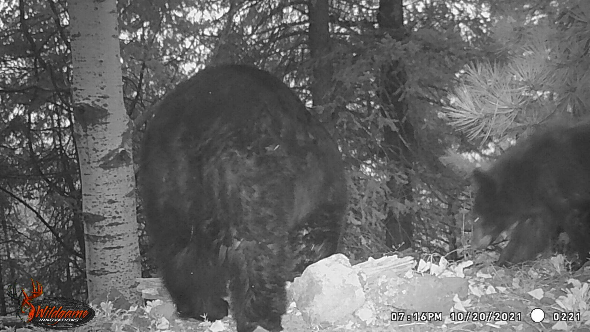 Image of Ursus americanus machetes Elliot 1903