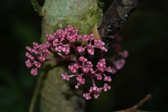 Image of Urera elata (Sw.) Griseb.